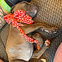 puppy, dog, sleeping, red_bow, polka_dot, couch, fabric, tattoo, human_arm, relaxation, pet, indoor, paw, fur, cute, nap, animal, companion, resting, cozy
