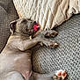 Ruca is registered to the contest to win money with this photo: dog, puppy, gray_dog, pacifier, couch, pillows, indoor, resting, cute, pet, animal, paw, sleepy, relaxed, fur, snout, ears, pink, home, cozy