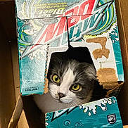 Sophie is registered to the contest to win money with this photo: cat, box, cardboard, mountain_dew, pet, animal, curious, indoor, whiskers, green_eyes, feline, playful, container, closeup, cute, domestic_cat, household, looking_out, sitting, torn_box