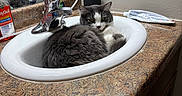 Sophie joined the competition — help win amazing prizes! bathroom, cabinet, cat, countertop, curled_up, faucet, fur, gray_cat, indoor, medicine_bottle, mirror, pet, reflection, relaxed, resting, sink, toothbrush, toothpaste, wall, white_cat