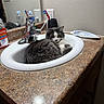 cat, sink, bathroom, countertop, toothbrush, toothpaste, mirror, medicine_bottle, faucet, wall, cabinet, reflection, gray_cat, white_cat, curled_up, resting, indoor, pet, fur, relaxed