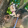 cat, tree, branch, harness, leash, outdoor, greenery, sunlight, pet, animal, fur, whiskers, yellow_eyes, curious, nature, closeup, daylight, leaf, mammal, fluffy
