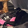 Tonka joined the competition — help win amazing prizes! dog, cat, sleeping, indoor, cozy, pink_cushion, wooden_furniture, carpet, pets, resting, black_dog, gray_cat, fluffy_cat, close_together, relaxation, companion_animals, animal_bond, furry, peaceful, nap_time
