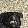 Tonka is registered to the contest to win money with this photo: dog, black_dog, teeth, vampire_smile, carpet, playful, pet, animal, lying_down, close_up, funny_expression, fangs, canine, indoors, fur, snout, whiskers, ears, eyes, cute