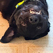 Tonka joined the competition — help win amazing prizes! dog, black_dog, upside_down, teeth, playful, floor, carpet, collar, white_fur, pet, animal, indoor, cute, canine, smiling, tongue_hidden, fur, ears, face, funny