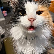 Ube is registered to the contest to win money with this photo: animal, cat, close_up, curious, cute, domestic_animal, ears, face, feline, fluffy, indoor, long_hair, mouth, multi_colored, nose, pet, portrait, soft_fur, surprised, whiskers