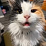 animal, cat, close_up, curious, cute, domestic_animal, ears, face, feline, fluffy, indoor, long_hair, mouth, multi_colored, nose, pet, portrait, soft_fur, surprised, whiskers
