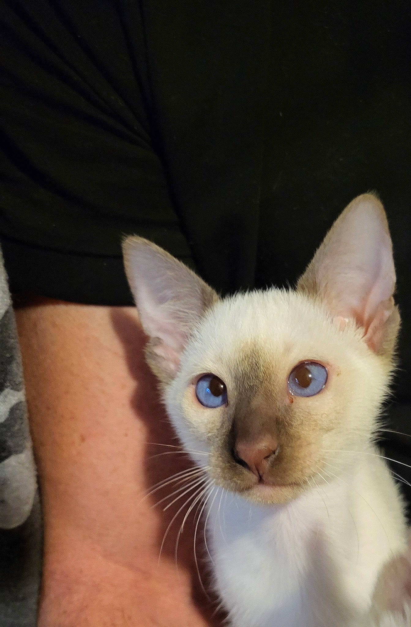 Timber joined the competition — help win amazing prizes! carnivore, cat, domestic_short_haired_cat, ear, elbow, eyelash, fawn, felidae, fur, iris, no_expression, siamese, sleeve, small_to_medium_sized_cats, snout, terrestrial_animal, whiskers