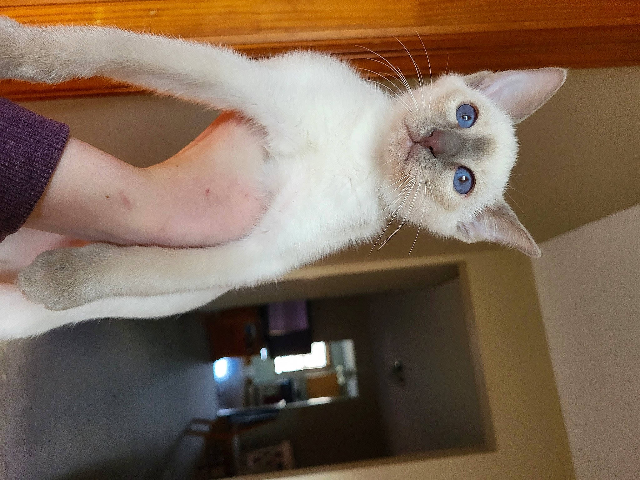 Scammy is registered to the contest to win money with this photo: balinese, carnivore, cat, claw, domestic_short_haired_cat, elbow, fawn, felidae, fur, gesture, paw, room, small_to_medium_sized_cats, snout, tail, thai, tonkinese, whiskers, wood, wrist