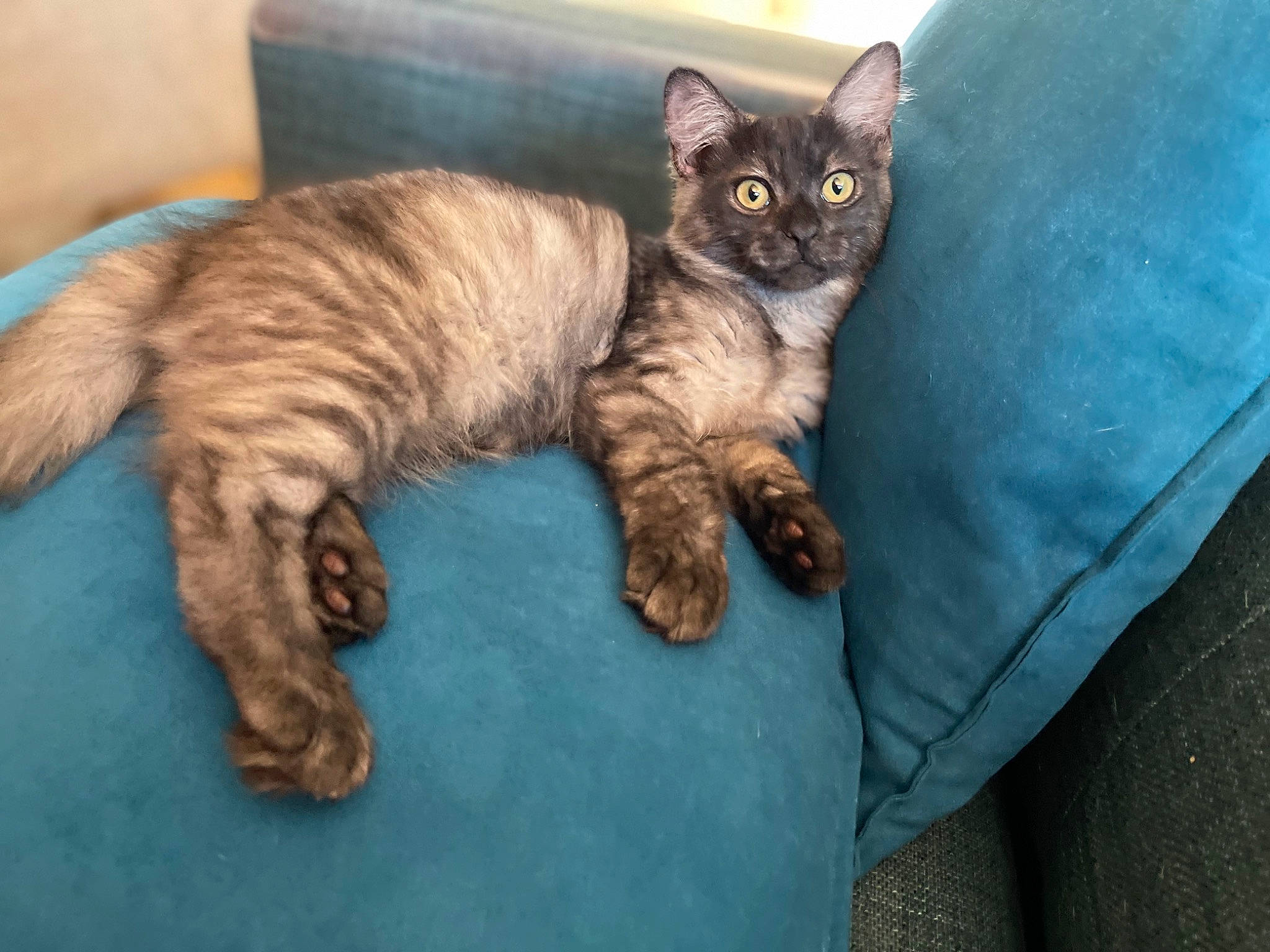 Jay Jay joined the competition — help win amazing prizes! carnivore, cat, cat_supply, claw, comfort, domestic_short_haired_cat, felidae, fur, paw, pet_supply, small_to_medium_sized_cats, snout, tail, terrestrial_animal, whiskers