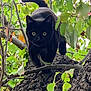 black_cat, cat, animal, tree, branch, leaves, greenery, nature, outdoor, wildlife, feline, eyes, stealth, mammal, close_up, alert, curious, climbing, bark, forest
