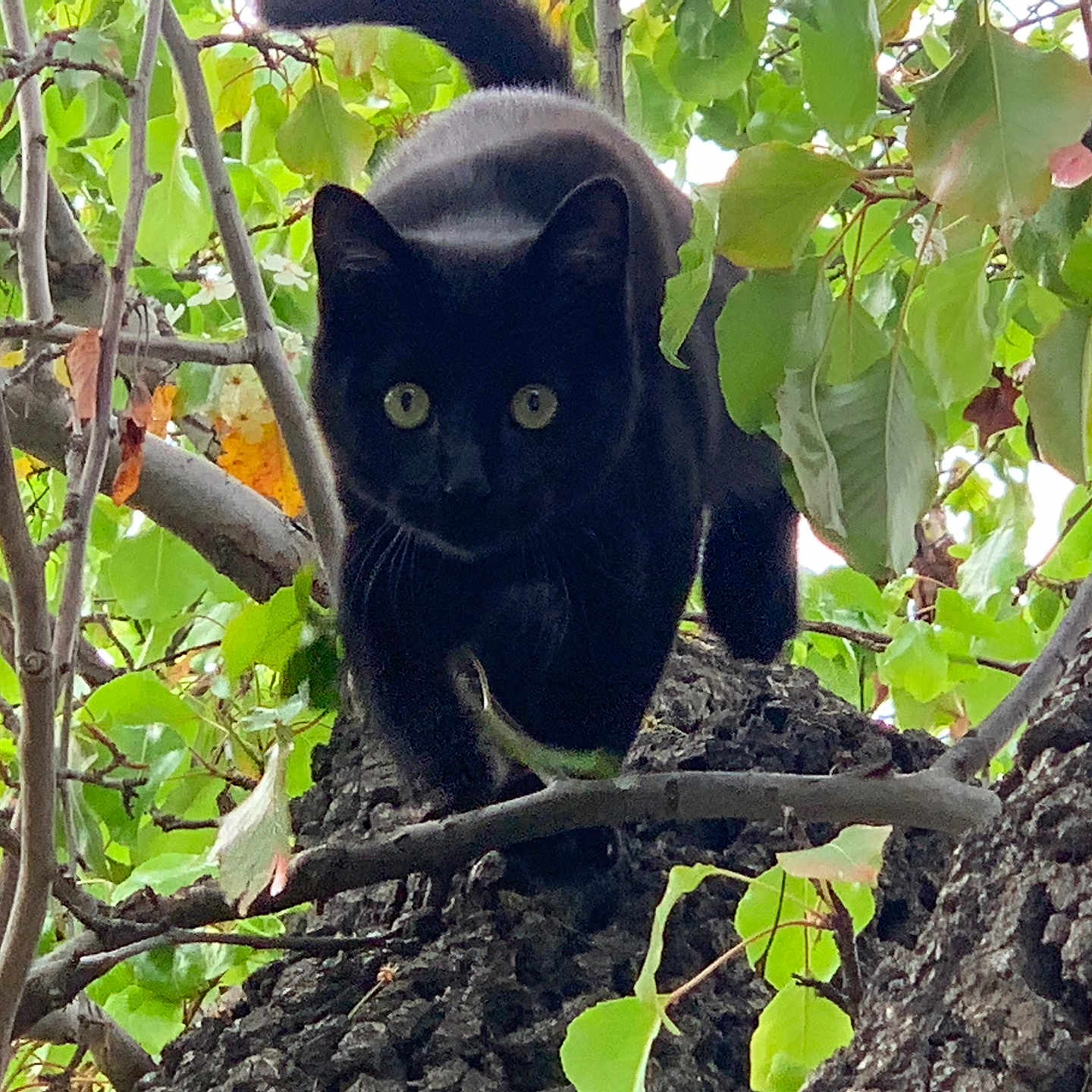 Loki joined the competition — help win amazing prizes! alert, animal, bark, black_cat, branch, cat, climbing, close_up, curious, eyes, feline, forest, greenery, leaves, mammal, nature, outdoor, stealth, tree, wildlife