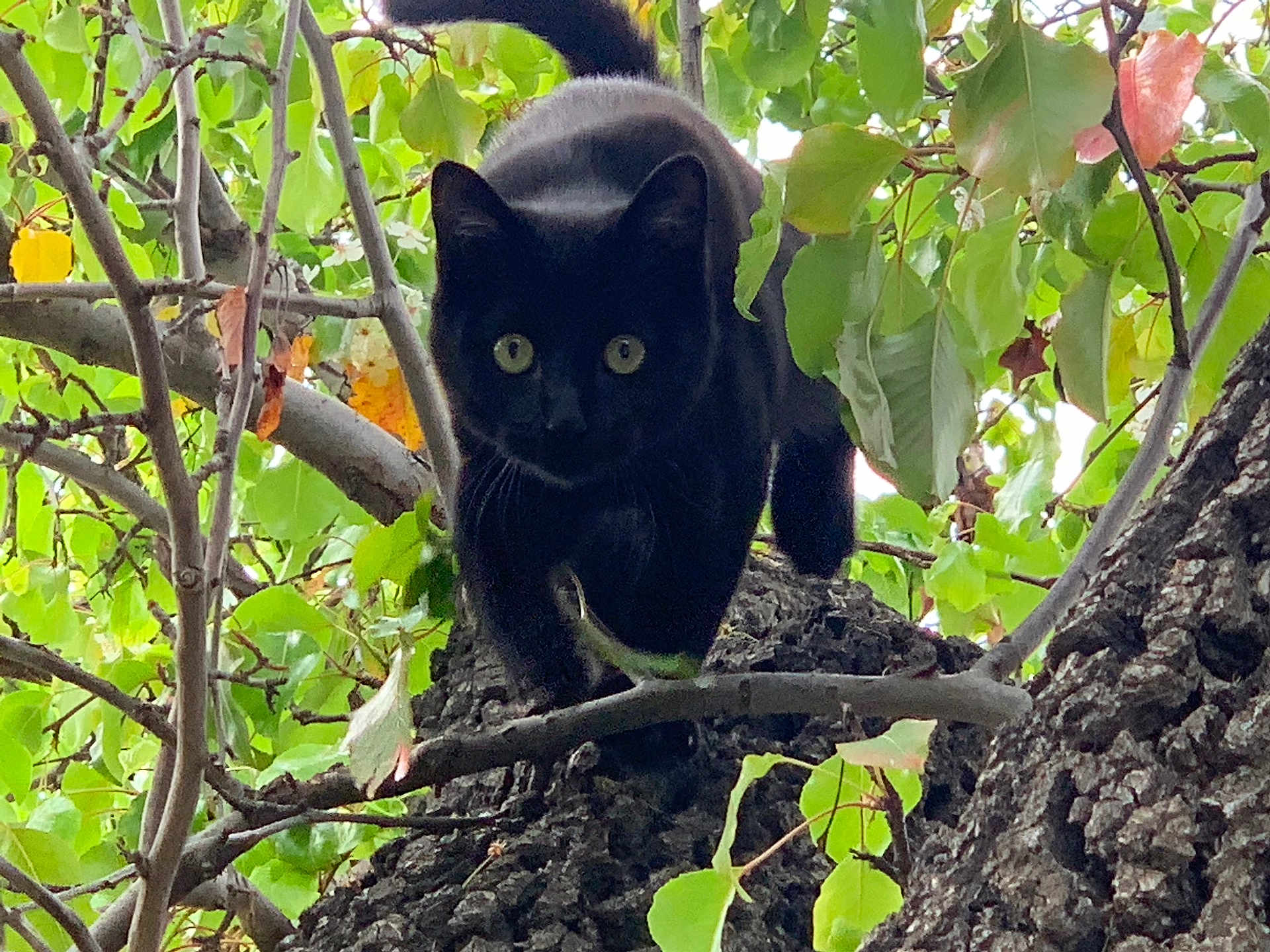Loki