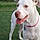 Lola
