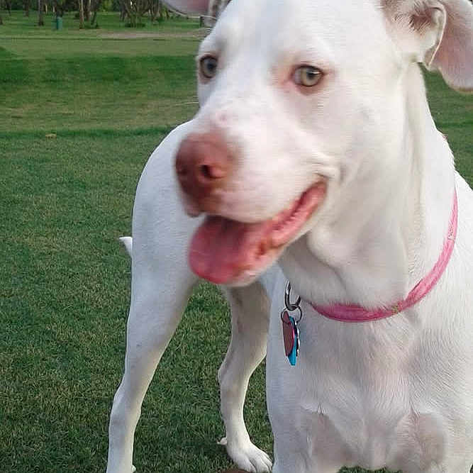 Lola