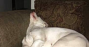 Lola is registered to the contest to win money with this photo: animal, brown_couch, canine, couch, cozy, dog, domestic_animal, furniture, household, indoor, laying_down, living_room, nap, patterned_pillow, paw, pet, relaxed, resting, sleeping, white_dog