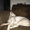 animal, brown_couch, canine, couch, cozy, dog, domestic_animal, furniture, household, indoor, laying_down, living_room, nap, patterned_pillow, paw, pet, relaxed, resting, sleeping, white_dog