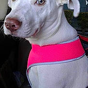 Lola is registered to the contest to win money with this photo: animal, calm, car_seat, companion, dog, domestic_animal, ears, harness, inside_car, leash, light_eyes, looking_away, pet, pink_harness, seated, side_profile, snout, vehicle, white_dog, window