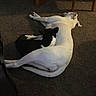 Lola joined the competition — help win amazing prizes! animal, black_and_white, carpet, companionship, cozy, cuddling, dog, dogs, domestic, floor, indoor, lying_down, mammal, pet, quiet, relaxing, resting, sleeping, two_dogs, white