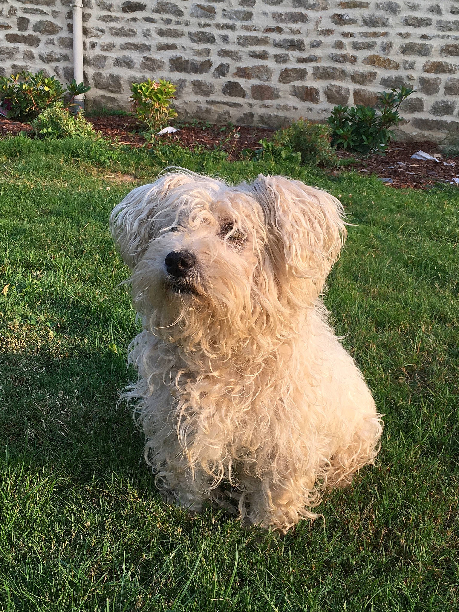 Fleur a rejoint le concours — aidez-le/la à gagner de superbes lots ! brick, brickwork, canidae, carnivore, companion_dog, dog, dog_breed, fur, giant_dog_breed, grass, groundcover, plant, shrub, small_terrier, sporting_group, tail, terrier, toy_dog, water_dog, working_animal