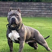 Chief joined the competition — help win amazing prizes! alert, animal, canine, collar, daylight, dog, ears, fence, garden, grass, grey_coat, lawn, mammal, muscular, nature, outdoor, pet, standing, tail, white_chest