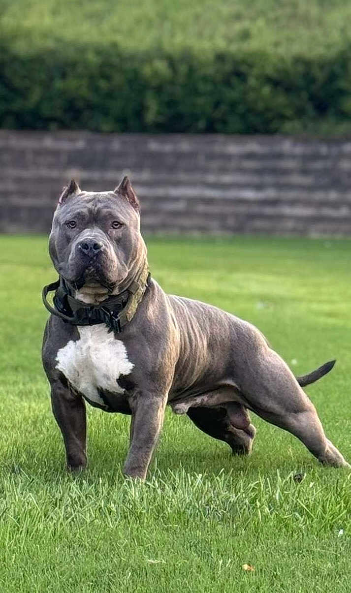 Chief