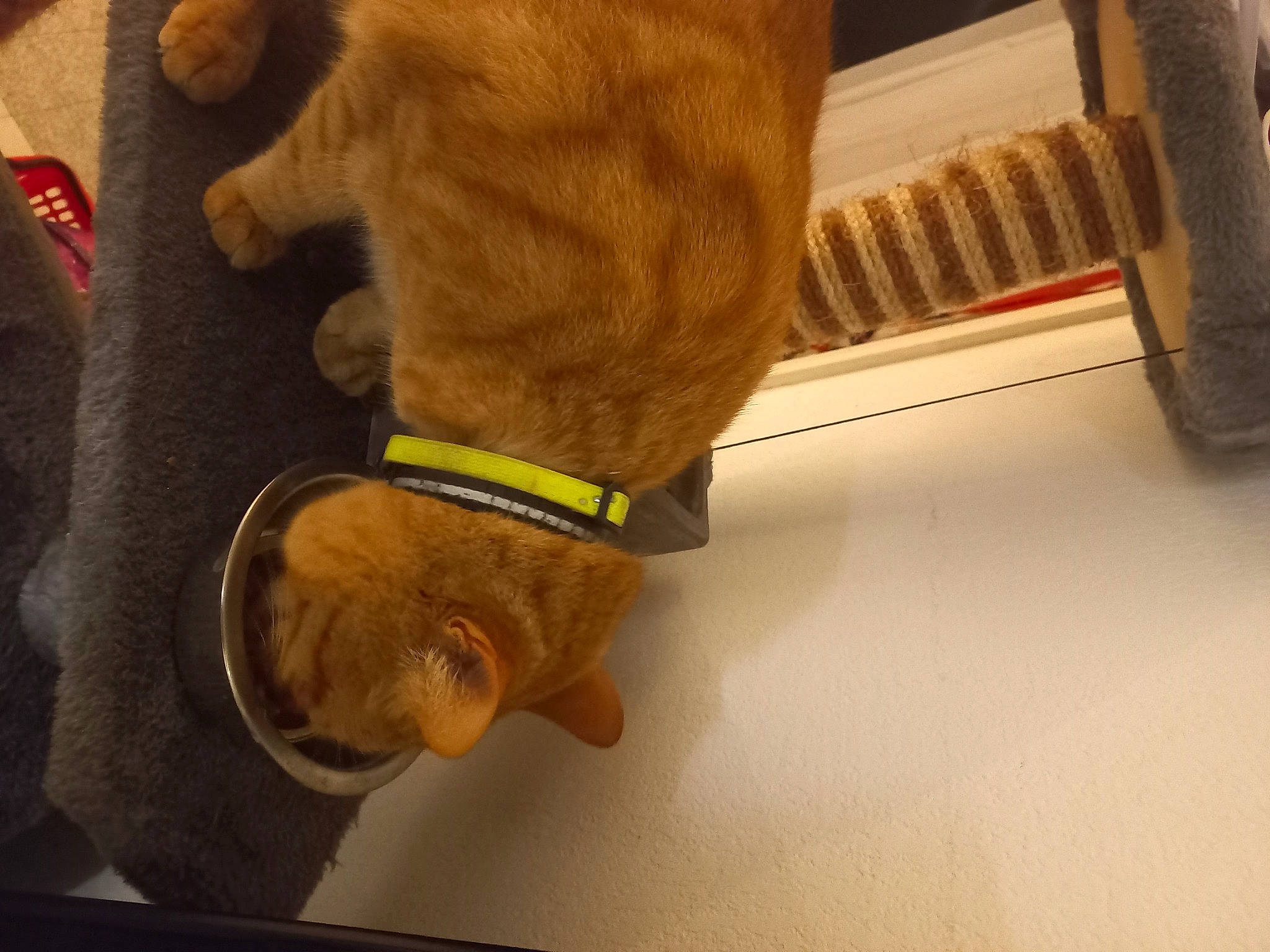 Leo a rejoint le concours — aidez-le/la à gagner de superbes lots ! carnivore, collar, comfort, companion_dog, dog, dog_breed, dog_collar, fashion_accessory, fawn, flooring, foot, hardwood, human_leg, leash, paw, pet_supply, snout, tail, wood, working_animal