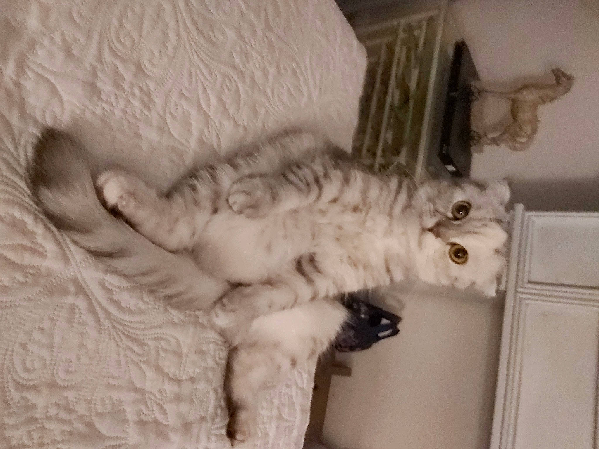 Loly participe au concours pour gagner de l'argent avec cette photo : carnivore, cat, cat_bed, claw, comfort, domestic_short_haired_cat, eye, felidae, fur, grey, head, monochrome, paw, plaster, room, small_to_medium_sized_cats, snout, tail, whiskers, wood