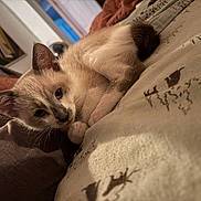 Stanley is registered to the contest to win money with this photo: cat, kitten, pet, bed, blanket, paw, whiskers, indoor, domestic, portrait, closeup, sleepy, cozy, fabric, human_arm, room, lamp, pillow, pattern, fur