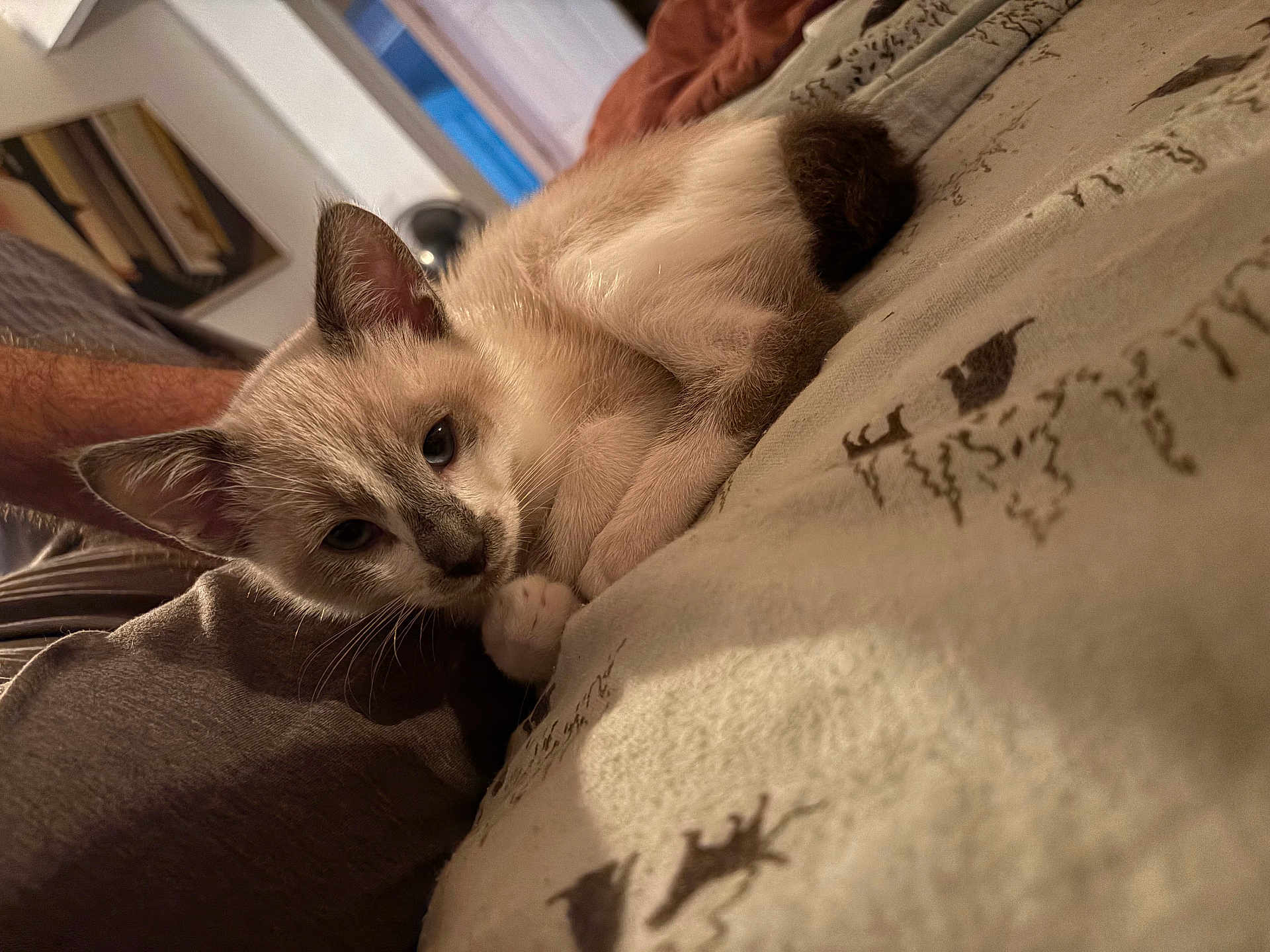 Stanley is registered to the contest to win money with this photo: cat, kitten, pet, bed, blanket, paw, whiskers, indoor, domestic, portrait, closeup, sleepy, cozy, fabric, human_arm, room, lamp, pillow, pattern, fur