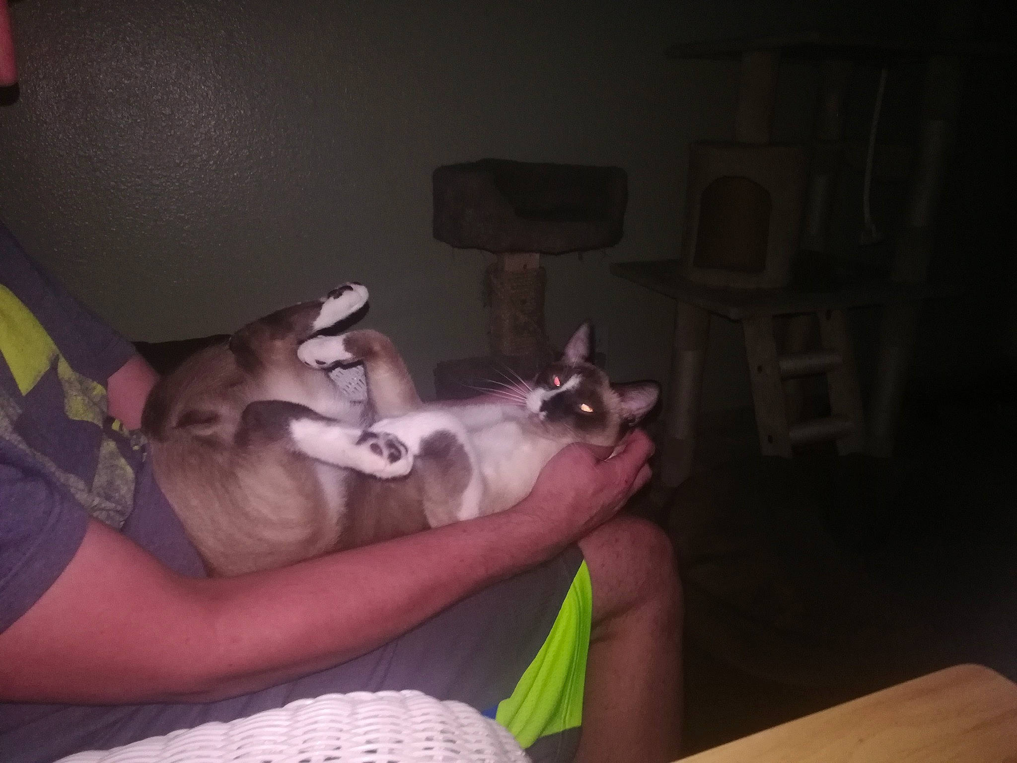 Burt Reynolds is registered to the contest to win money with this photo: carnivore, cat, chair, comfort, darkness, domestic_short_haired_cat, fawn, felidae, fun, fur, human_leg, lap, nail, purple, room, sitting, small_to_medium_sized_cats, tail, thigh, whiskers