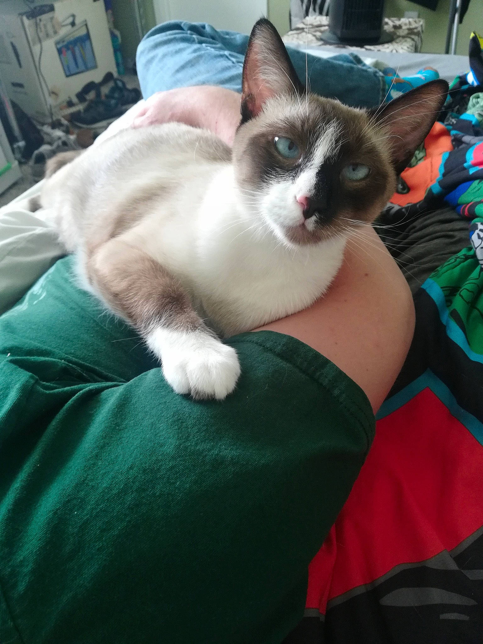 Burt Reynolds is registered to the contest to win money with this photo: carnivore, cat, comfort, domestic_short_haired_cat, felidae, foot, fur, grass, human_leg, lap, linens, nap, paw, plant, sitting, small_to_medium_sized_cats, tail, thai, tree, whiskers