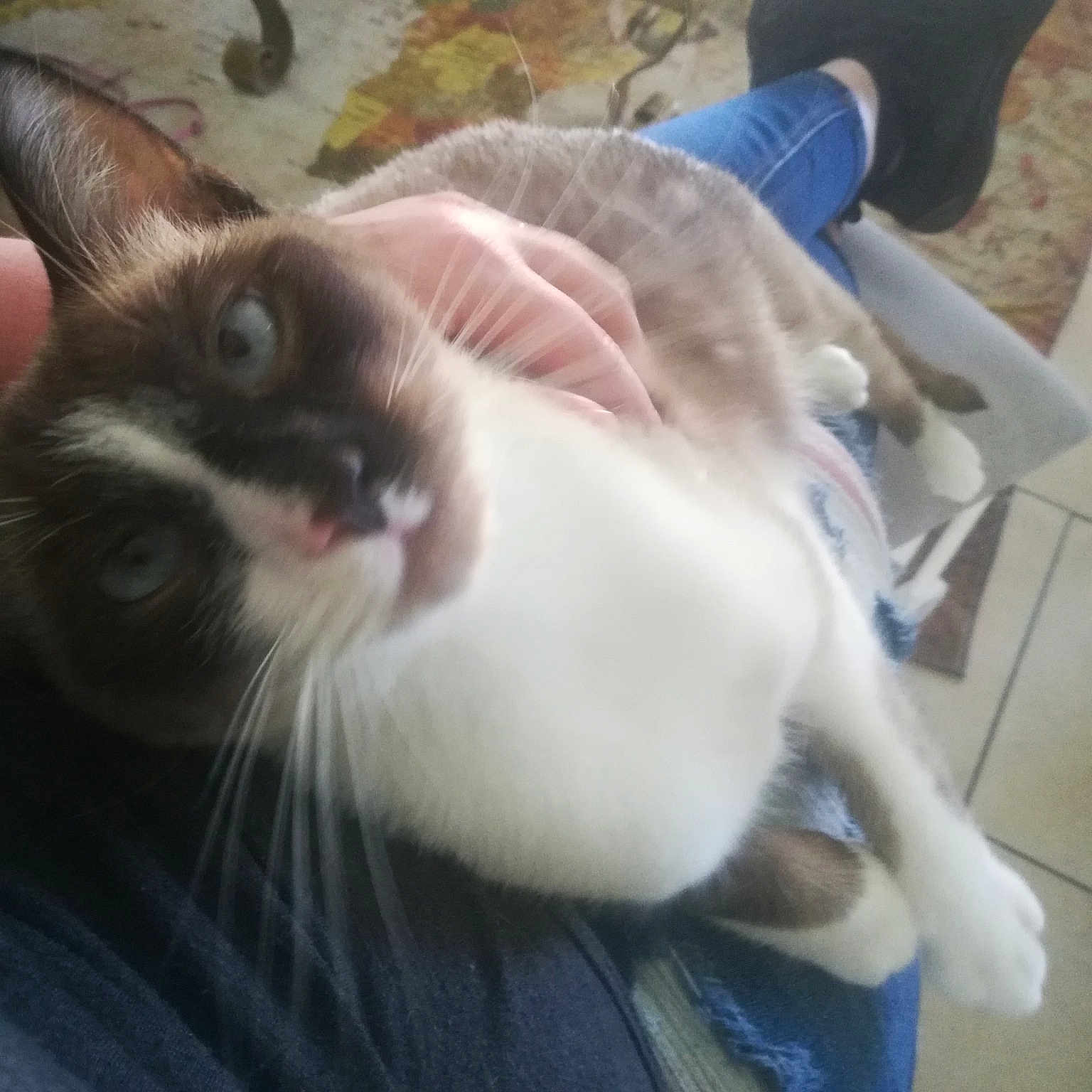 Burt Reynolds joined the competition — help win amazing prizes! carnivore, cat, claw, comfort, domestic_short_haired_cat, ear, eye, fawn, felidae, fur, iris, lap, mammal, paw, small_to_medium_sized_cats, snout, tail, thai, vertebrate, whiskers