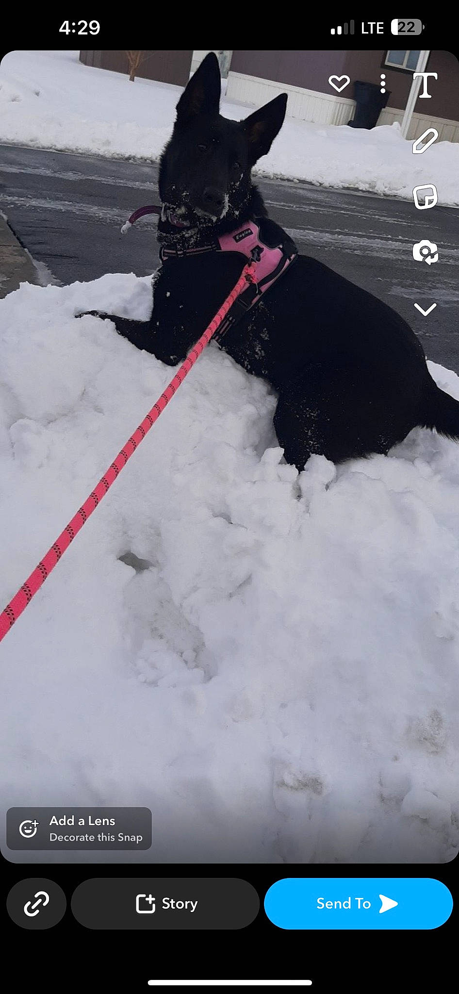 Roxy joined the competition — help win amazing prizes! canidae, carnivore, collar, dog, dog_breed, dog_collar, freezing, fur, hiking_equipment, ice_cap, leash, personal_protective_equipment, playing_in_the_snow, recreation, ski_equipment, slope, snow, sporting_group, winter, working_animal