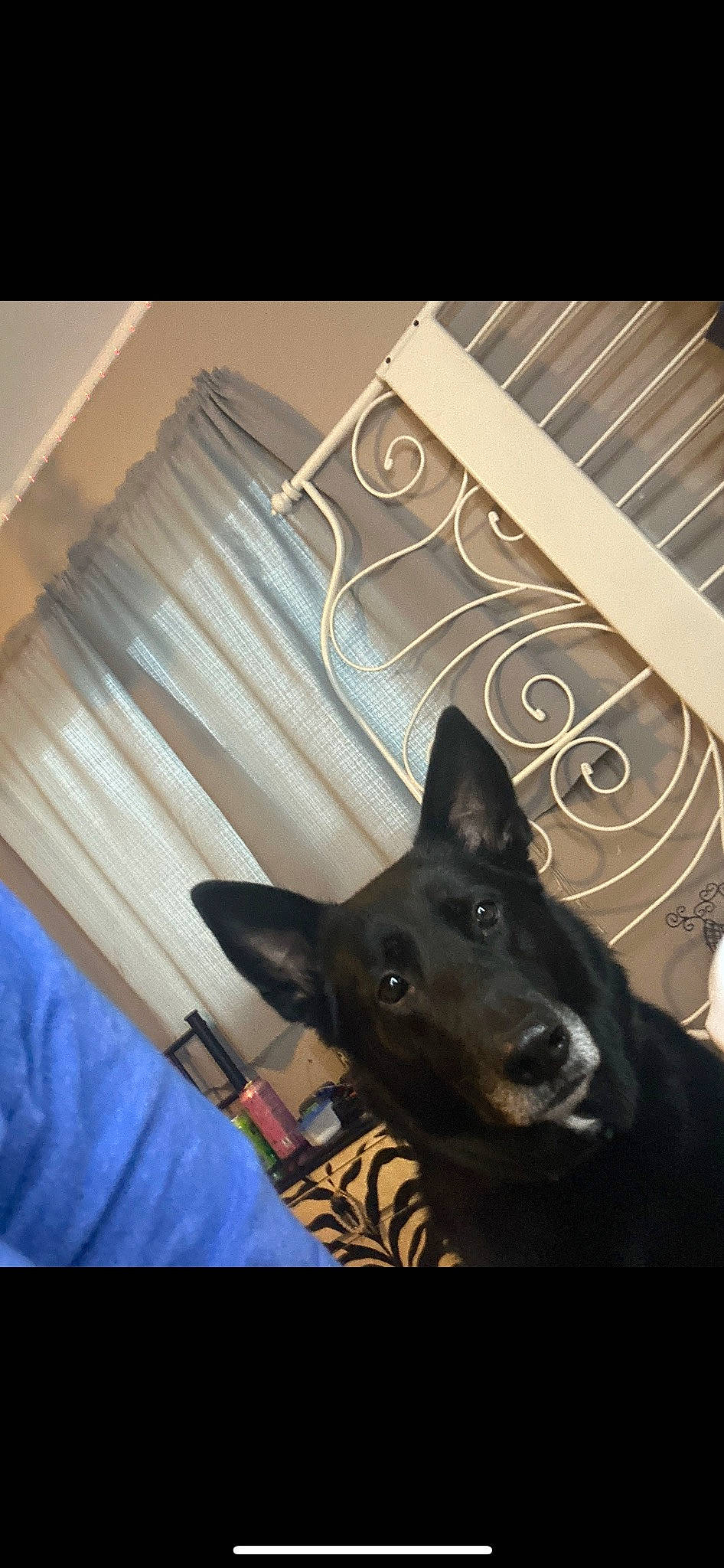 Roxy is registered to the contest to win money with this photo: carnivore, comfort, companion_dog, dog, dog_breed, fur, guard_dog, herding_dog, non_sporting_group, picture_frame, remote_control, square, tints_and_shades, whiskers, working_dog