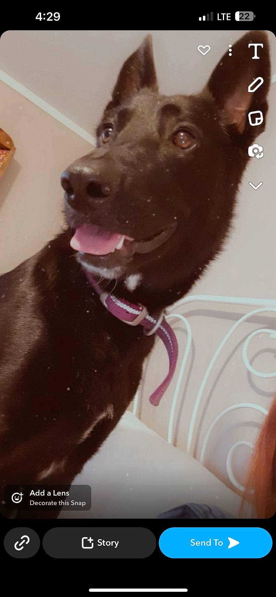 Roxy joined the competition — help win amazing prizes! borador, carnivore, collar, companion_dog, dog, dog_breed, dog_collar, fang, fur, guard_dog, liver, non_sporting_group, pointing_breed, puppy, retriever, snout, sporting_group, whiskers, working_animal, working_dog