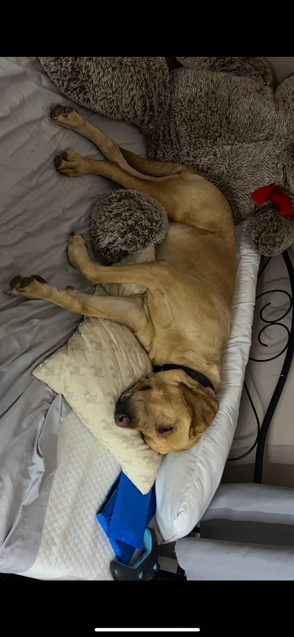 Stella joined the competition — help win amazing prizes! bedding, bedtime, carnivore, comfort, companion_dog, dog, dog_breed, dog_supply, fawn, felidae, fur, kitchen_utensil, linens, nap, sleep, snout, wildlife, wood, working_animal, wrinkle