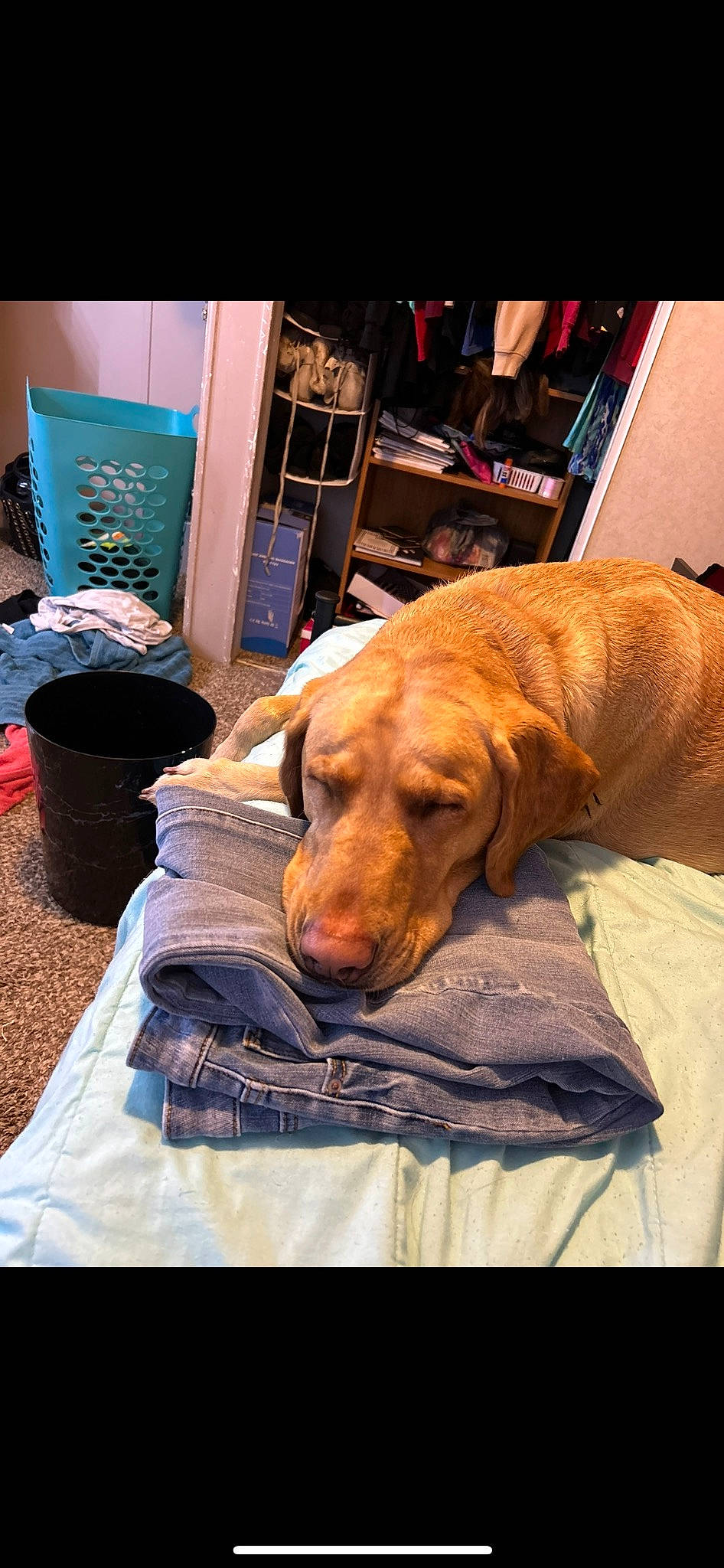 Stella is registered to the contest to win money with this photo: canidae, carnivore, comfort, companion_dog, dog, dog_breed, dog_supply, fawn, flooring, fur, guard_dog, linens, liver, nap, retriever, room, sporting_group, wood, working_animal