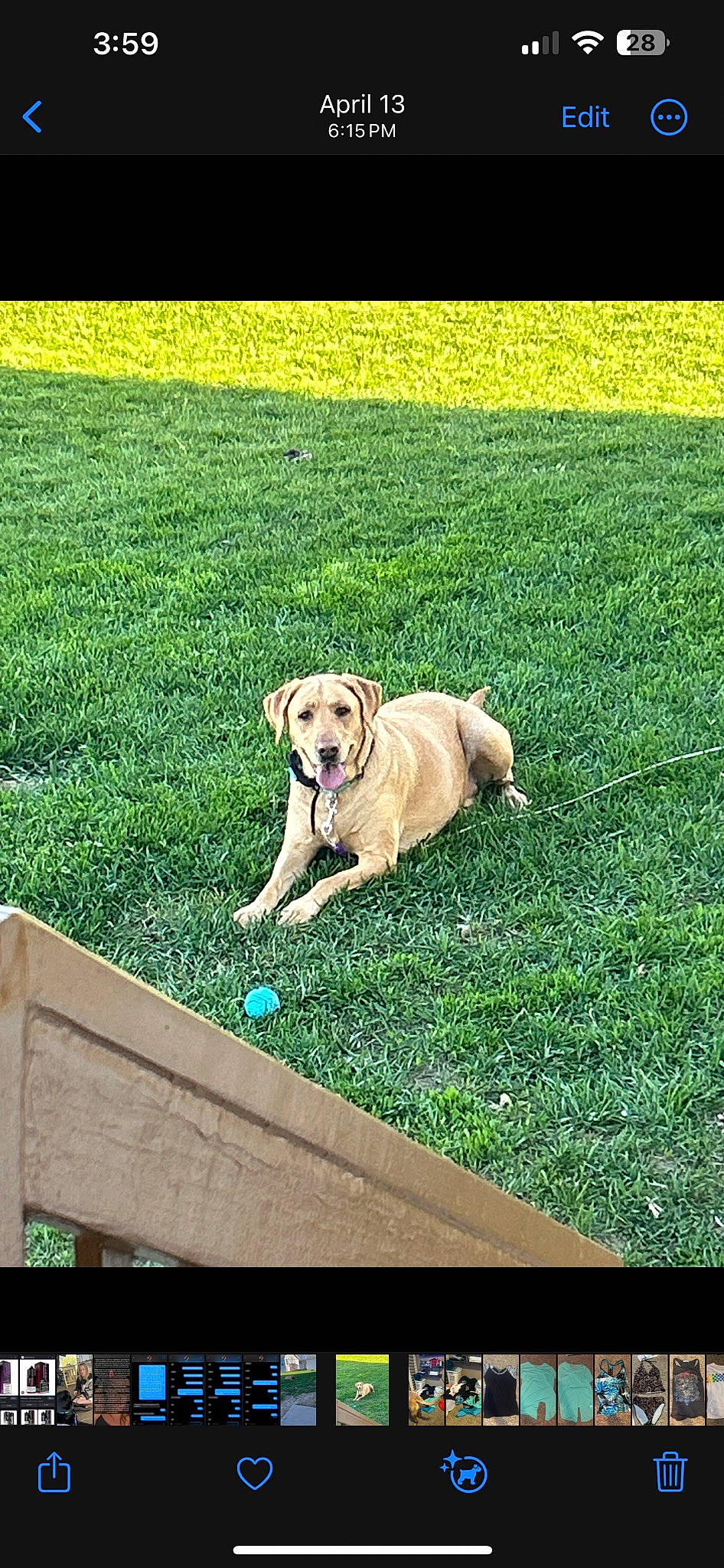 Stella is registered to the contest to win money with this photo: carnivore, collar, companion_dog, dog, dog_breed, fawn, flooring, grass, grassland, gun_dog, lawn, leisure, people_in_nature, pet_supply, plant, rectangle, retriever, tail, wood, working_animal