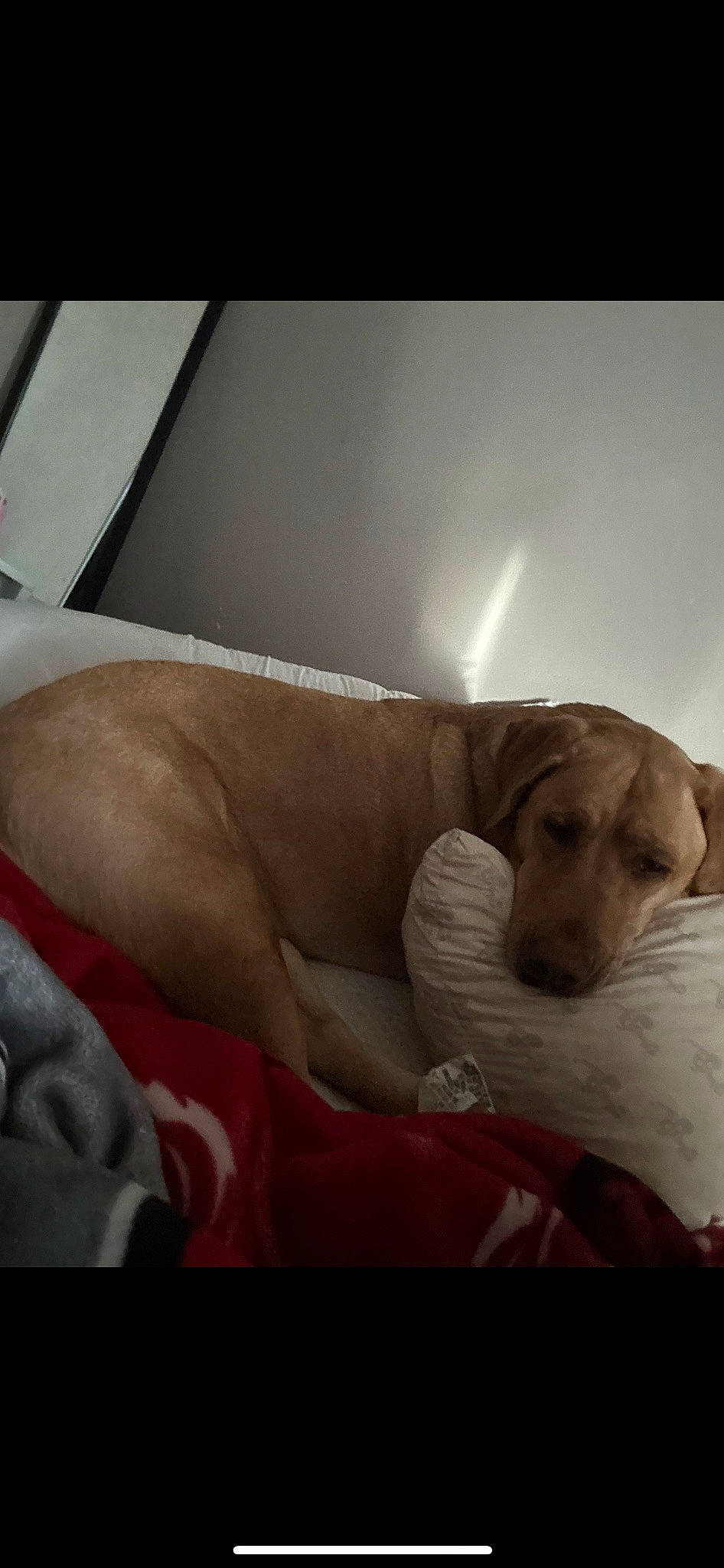 Stella joined the competition — help win amazing prizes! bedding, carnivore, cloud, comfort, companion_dog, couch, dog, dog_breed, fawn, flooring, fur, human_leg, linens, nap, paw, retriever, snout, sporting_group, whiskers, working_animal