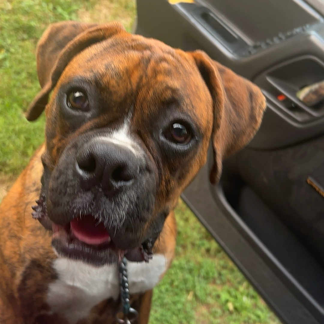 King Mufasa joined the competition — help win amazing prizes! animal, black_nose, boxer, brindle, brown_fur, canine, car_door, close_up, companion, curious, daylight, dog, green_grass, human_arm, leash, open_mouth, outdoor, pet, tattoo, white_chest