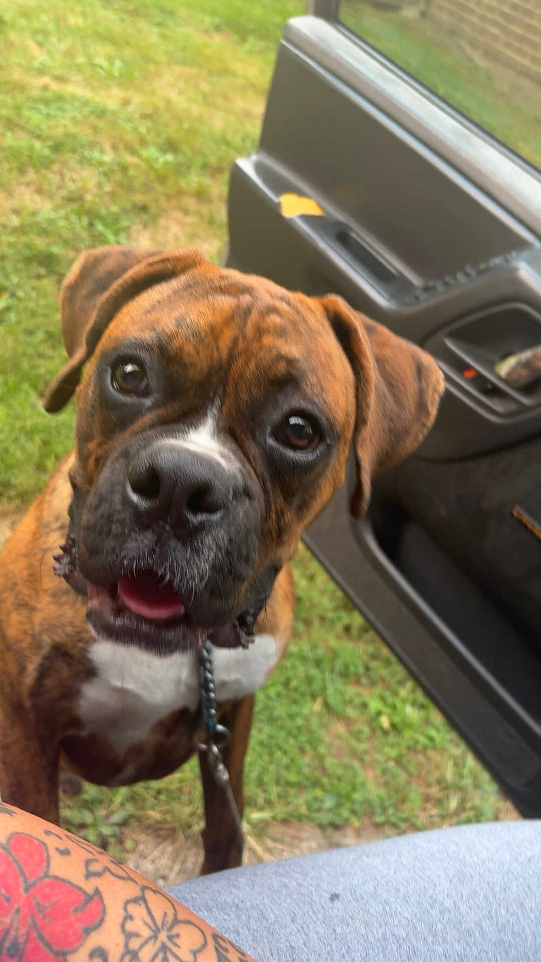 King Mufasa joined the competition — help win amazing prizes! animal, black_nose, boxer, brindle, brown_fur, canine, car_door, close_up, companion, curious, daylight, dog, green_grass, human_arm, leash, open_mouth, outdoor, pet, tattoo, white_chest