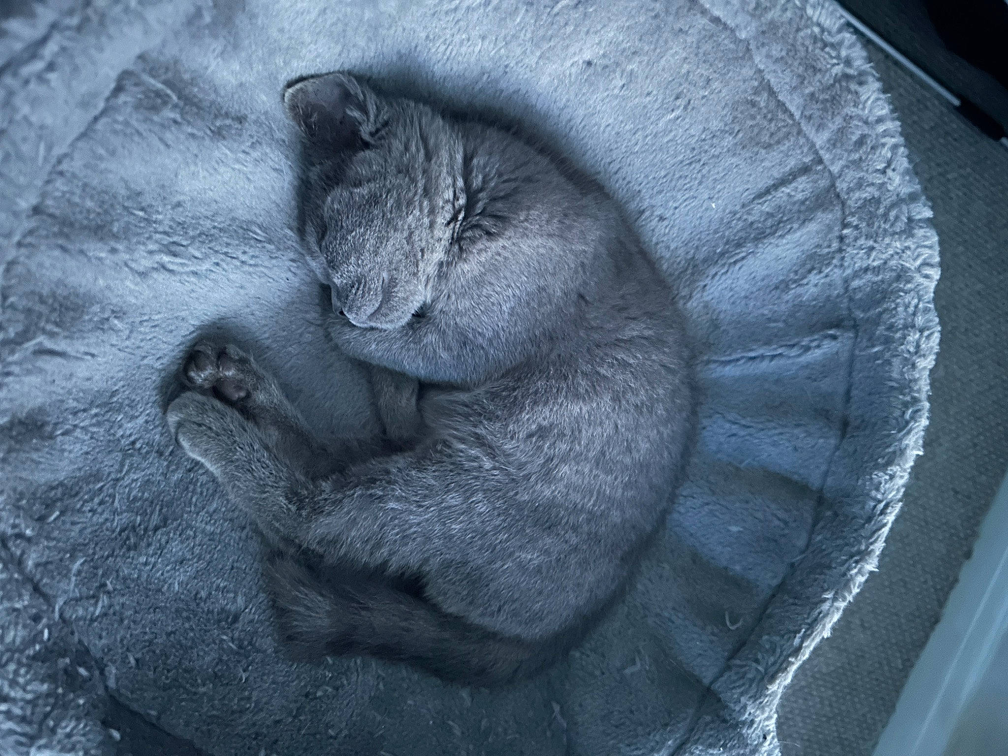 Star Crookes is registered to the contest to win money with this photo: automotive_tire, carnivore, cat, comfort, domestic_short_haired_cat, electric_blue, felidae, fur, grey, monochrome, monochrome_photography, paw, rim, small_to_medium_sized_cats, snout, tail, terrestrial_animal, whiskers, wildlife, wrinkle