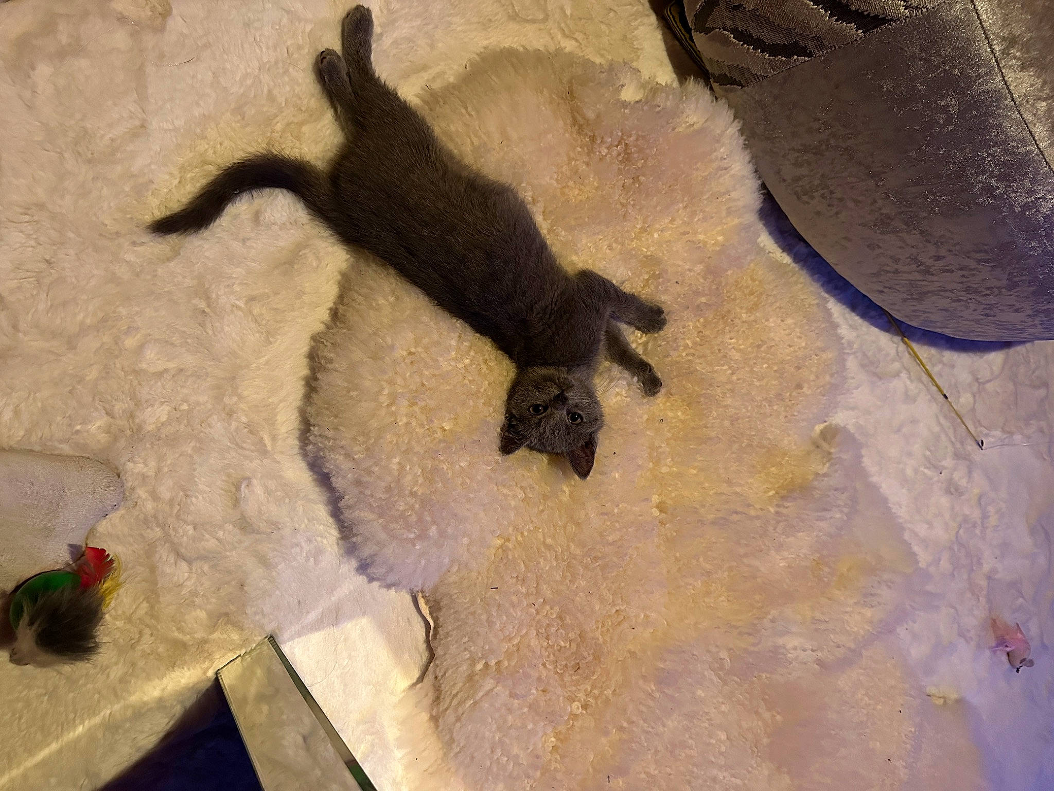 Star Crookes is registered to the contest to win money with this photo: canidae, carnivore, cat, claw, comfort, concrete, dog_breed, fawn, felidae, flooring, foot, fur, paint, paw, shadow, small_to_medium_sized_cats, sporting_group, tail, terrestrial_animal, visual_arts