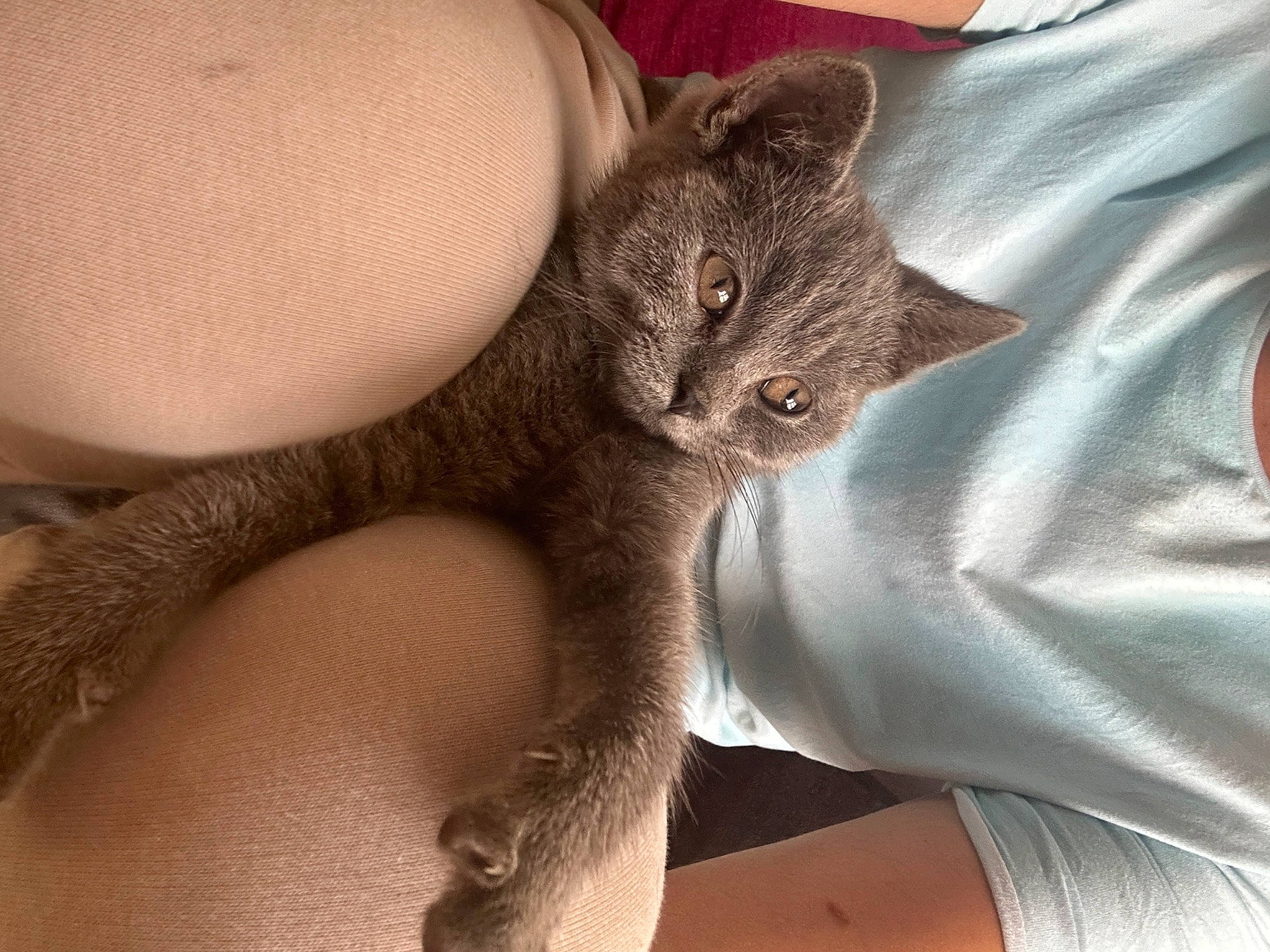 Star Crookes is registered to the contest to win money with this photo: carnivore, cat, claw, comfort, domestic_short_haired_cat, ear, elbow, eye, felidae, fur, gesture, grey, human_leg, leg, nail, sleeve, small_to_medium_sized_cats, snout, thigh, whiskers