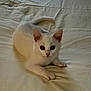 Lacy joined the competition — help win amazing prizes! cat, kitten, white_cat, animal, pet, lying_down, bed, sheet, curious, ears, paw, whiskers, indoor, feline, cute, young, resting, fur, small, domestic_animal