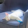 kitten, white_cat, sleeping, chair, gray, plush, toy, blue, indoor, pet, animal, cute, feline, cozy, resting, paw, fur, peaceful, domestic, relaxation