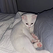 Lacy joined the competition — help win amazing prizes! kitten, cat, white_cat, pet, bed, quilt, pillow, indoor, cute, animal, feline, sleepy, cozy, resting, pink_paw_pads, fur, young_cat, domestic_cat, curious, relaxed