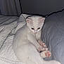 kitten, cat, white_cat, pet, bed, quilt, pillow, indoor, cute, animal, feline, sleepy, cozy, resting, pink_paw_pads, fur, young_cat, domestic_cat, curious, relaxed