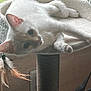 Lacy joined the competition — help win amazing prizes! cat, white_cat, pet, indoor, window, cat_tree, feather_toy, fur, animal, relaxed, cozy, curious, perch, soft_light, closeup, whiskers, ears, paw, domestic_cat, feline